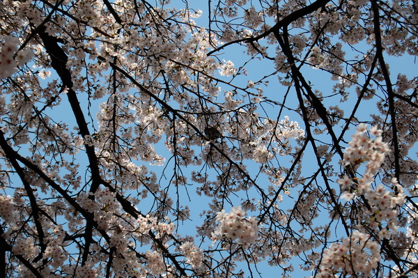 f:id:gzutetsu:20110410135014j:image