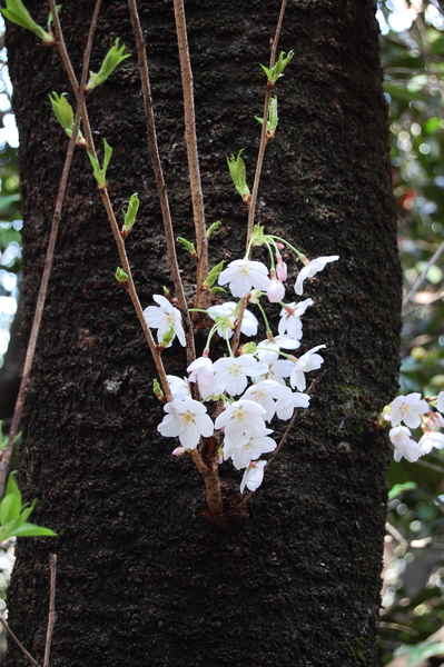 f:id:gzutetsu:20110410140707j:image