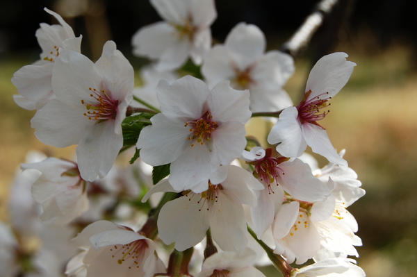 f:id:gzutetsu:20110410141019j:image