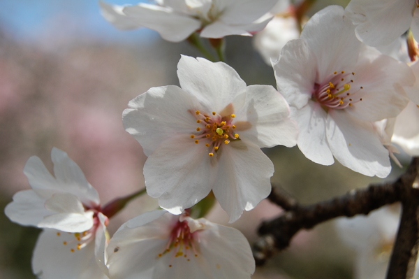 f:id:gzutetsu:20110410141132j:image