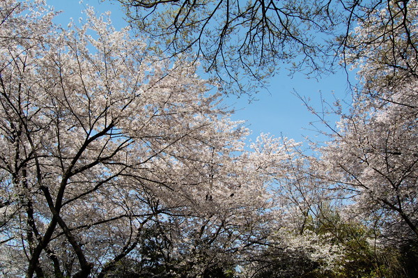f:id:gzutetsu:20110410141905j:image