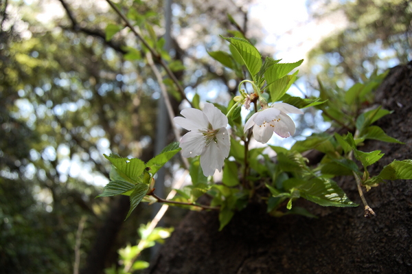 f:id:gzutetsu:20110410143442j:image