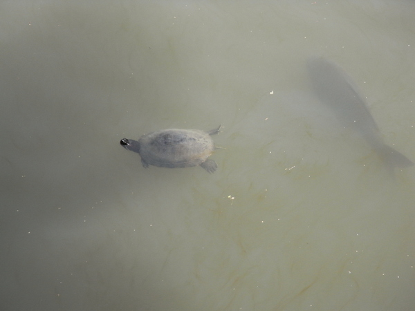 f:id:gzutetsu:20110502134048j:image