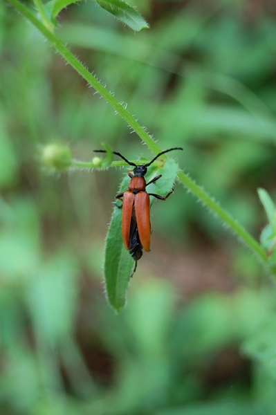 f:id:gzutetsu:20110811121425j:image