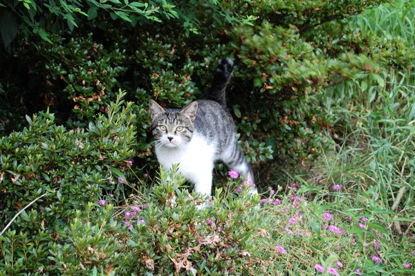 f:id:gzutetsu:20110811132403j:image
