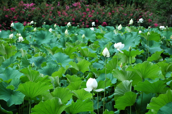 f:id:gzutetsu:20110811163810j:image
