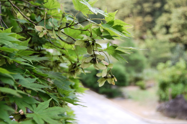 f:id:gzutetsu:20110811165035j:image