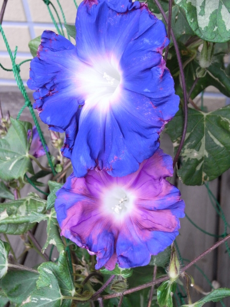 f:id:gzutetsu:20111005075257j:image