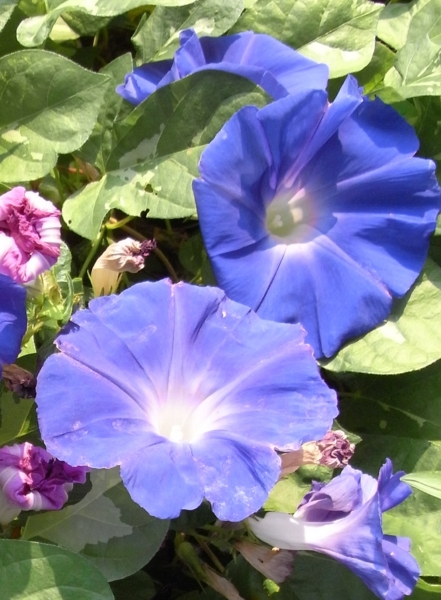 f:id:gzutetsu:20111016092143j:image
