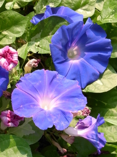 f:id:gzutetsu:20111016092229j:image
