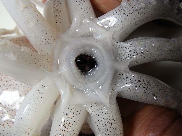 f:id:gzutetsu:20111023165013j:image