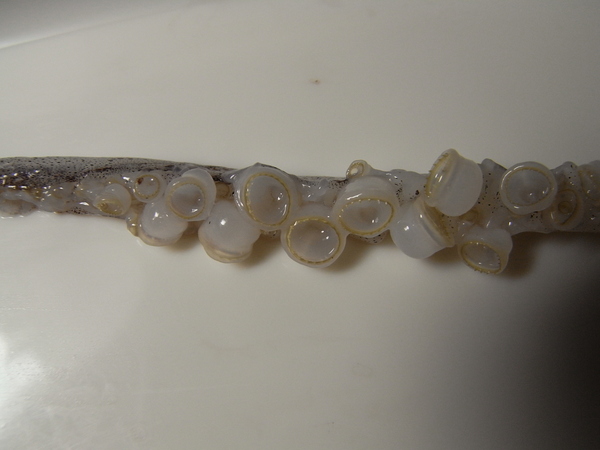 f:id:gzutetsu:20111023165207j:image