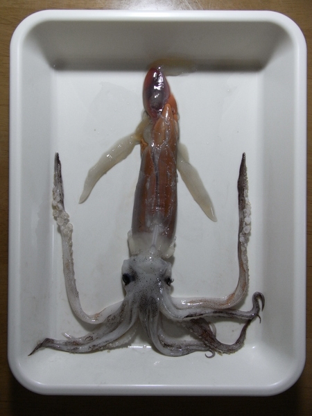 f:id:gzutetsu:20111023172648j:image