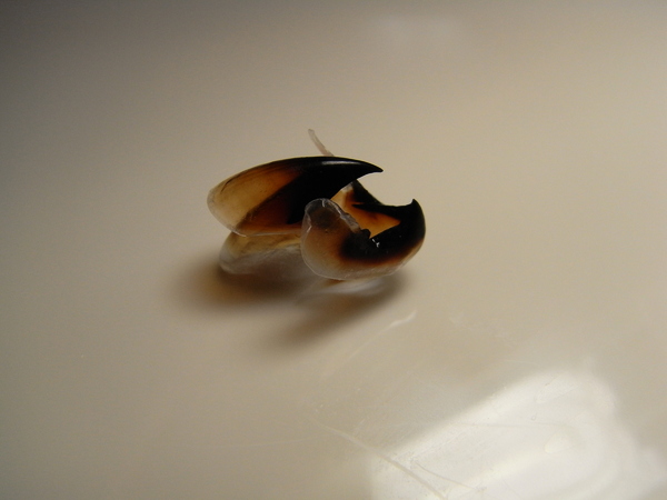 f:id:gzutetsu:20111023174452j:image