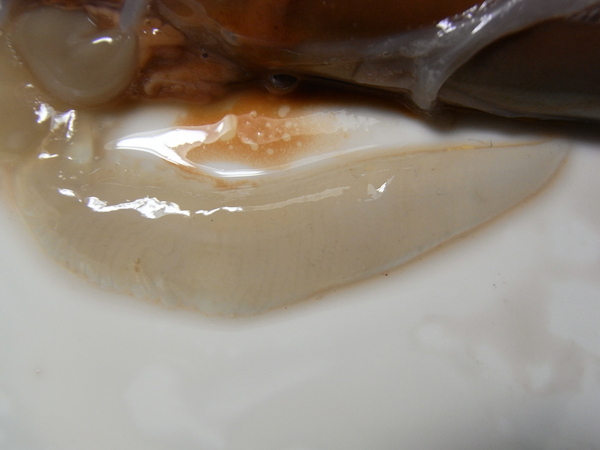 f:id:gzutetsu:20111023175302j:image