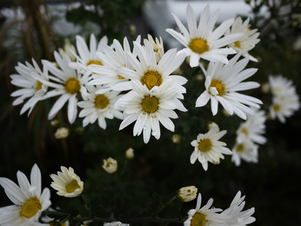 f:id:gzutetsu:20111106113839j:image