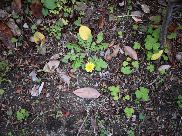 f:id:gzutetsu:20111106113946j:image