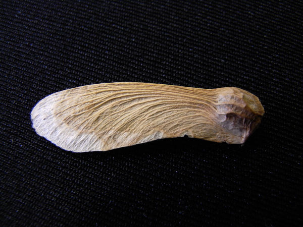 f:id:gzutetsu:20111112102027j:image