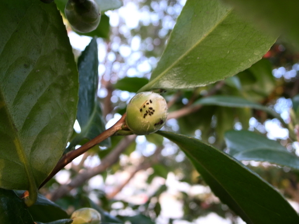 f:id:gzutetsu:20120122163013j:image