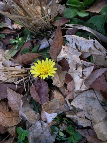 f:id:gzutetsu:20120122163448j:image
