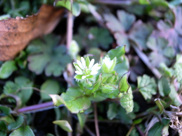 f:id:gzutetsu:20120122163615j:image