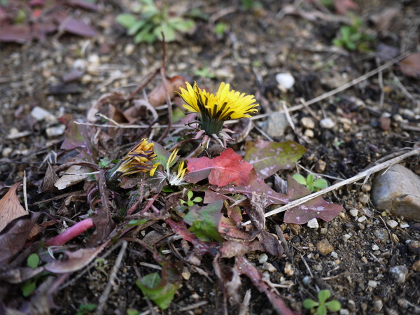 f:id:gzutetsu:20120122163808j:image