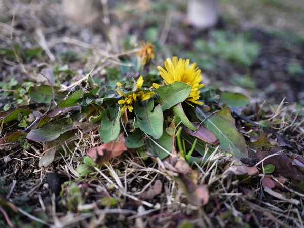 f:id:gzutetsu:20120122164147j:image