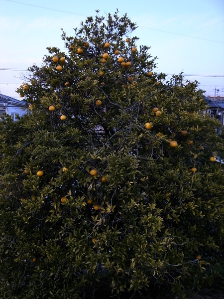 f:id:gzutetsu:20120122165850j:image