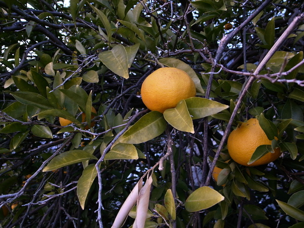 f:id:gzutetsu:20120122165920j:image