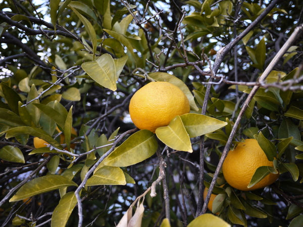 f:id:gzutetsu:20120122170340j:image
