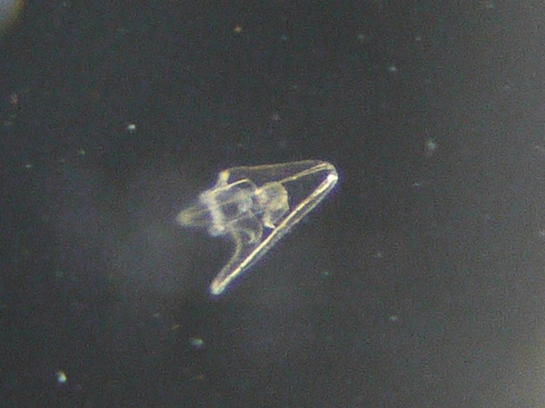f:id:gzutetsu:20120218155630j:image