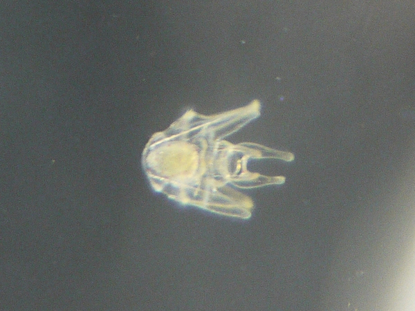 f:id:gzutetsu:20120218161528j:image