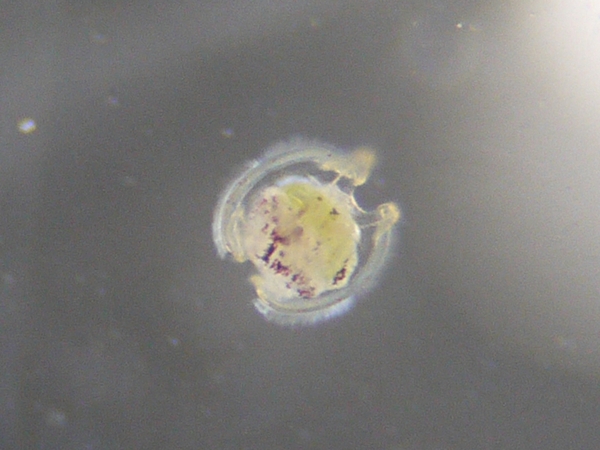 f:id:gzutetsu:20120304113651j:image