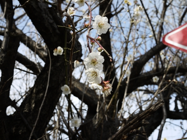 f:id:gzutetsu:20120310145228j:image