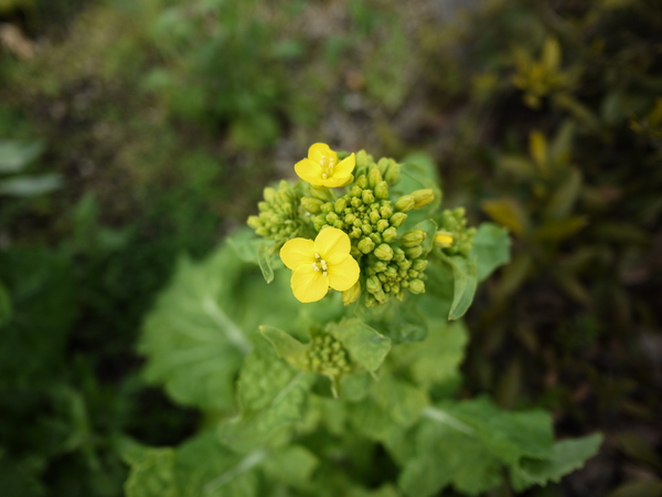 f:id:gzutetsu:20120310150218j:image