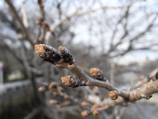 f:id:gzutetsu:20120310152929j:image