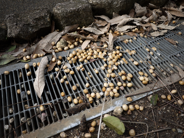 f:id:gzutetsu:20120310153741j:image