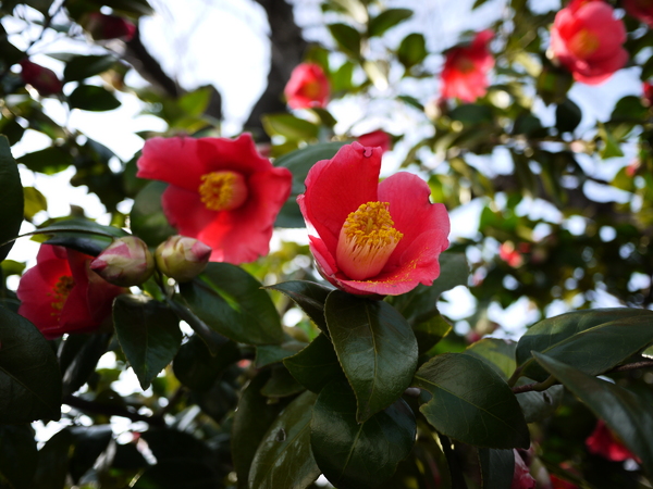 f:id:gzutetsu:20120310155313j:image