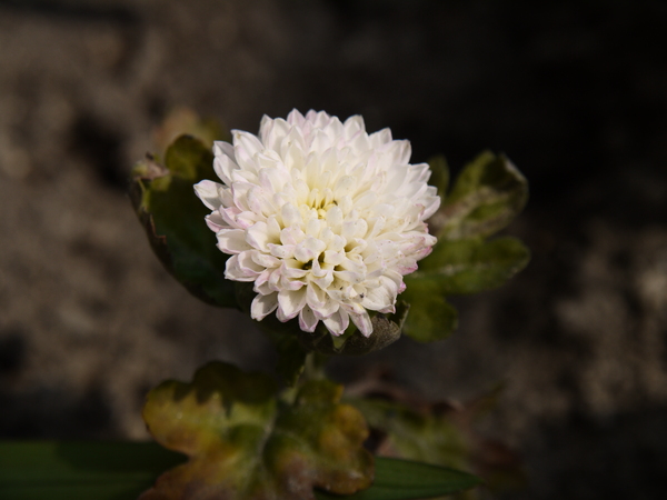 f:id:gzutetsu:20120311113207j:image