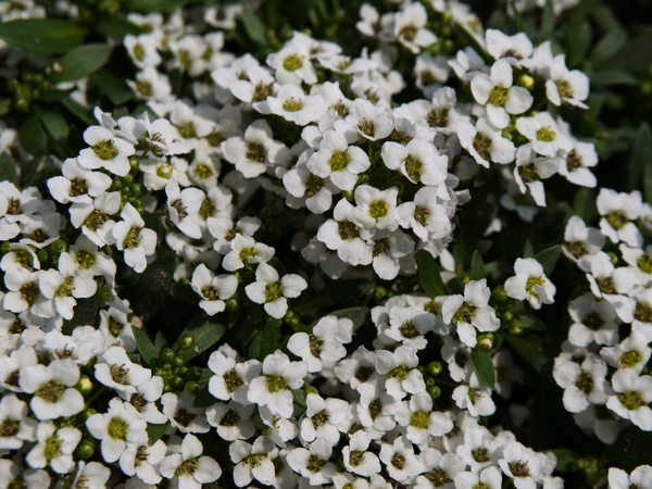 f:id:gzutetsu:20120311113240j:image