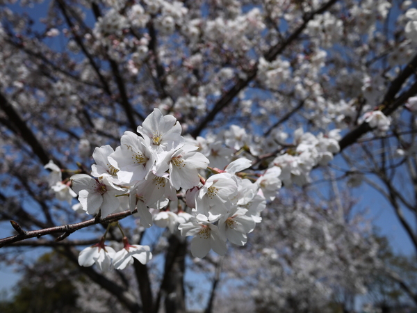 f:id:gzutetsu:20120408113738j:image