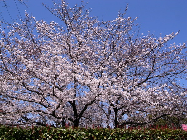 f:id:gzutetsu:20120408114140j:image