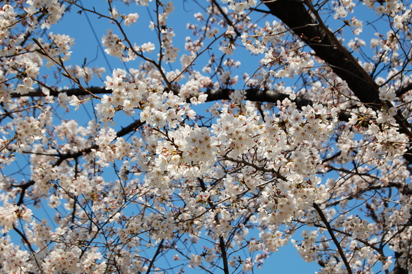 f:id:gzutetsu:20120408120524j:image