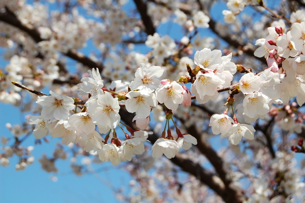 f:id:gzutetsu:20120408121311j:image