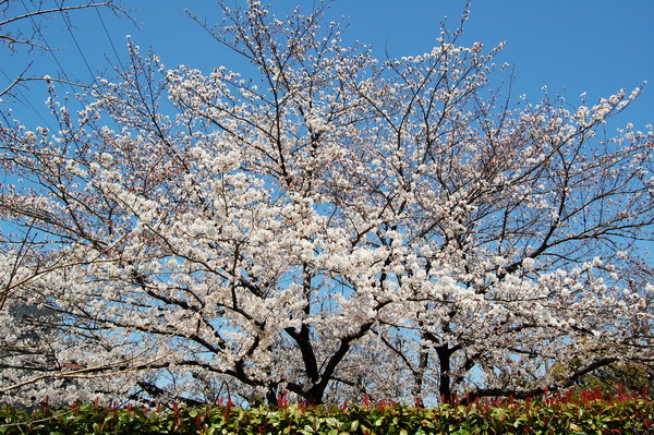 f:id:gzutetsu:20120408122239j:image