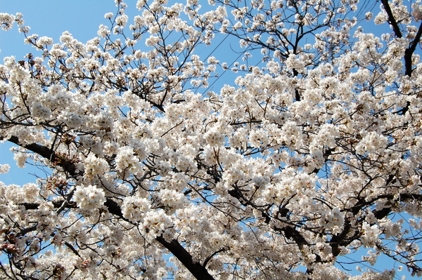 f:id:gzutetsu:20120408132454j:image