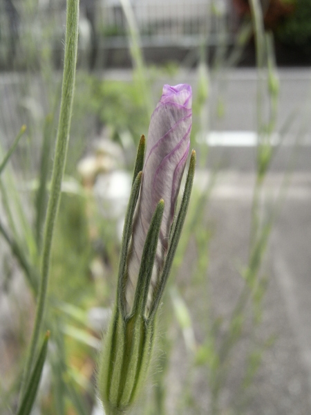 f:id:gzutetsu:20120429143722j:image