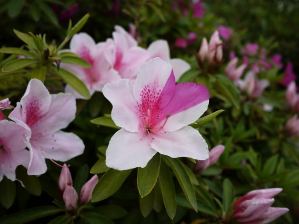 f:id:gzutetsu:20120429144415j:image f:id:gzutetsu:20120429144415j:image