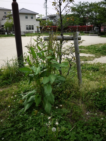f:id:gzutetsu:20120429145659j:image f:id:gzutetsu:20120429145659j:image