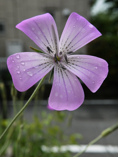 f:id:gzutetsu:20120503091819j:image f:id:gzutetsu:20120503091819j:image
